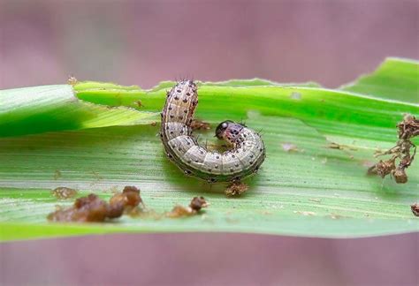Larva de gusano cogollero (Spodoptera frugiperda) en un verticilo de maíz.