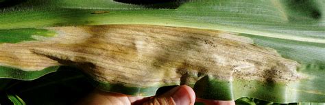 Síntoma de la plaga del maíz del sur en una hoja de maíz.