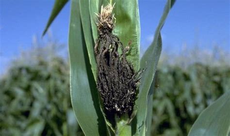 Apariencia de espiga de maíz infectada por carbón de la panoja.