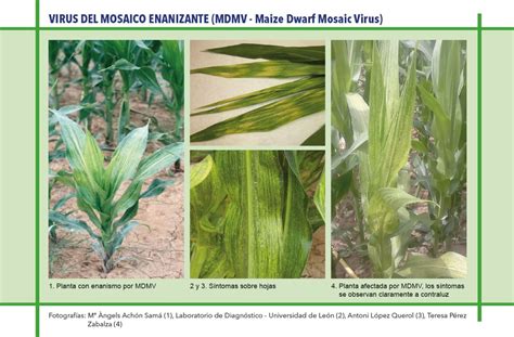 Signo de infección por el virus del mosaico enano del maíz (MDMV) en el maíz.