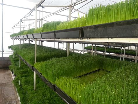 Sistema de Forraje Verde Hidropónico con plántulas de maíz