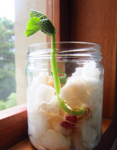 Esquema de un poroto germinando en algodón dentro de un vaso transparente