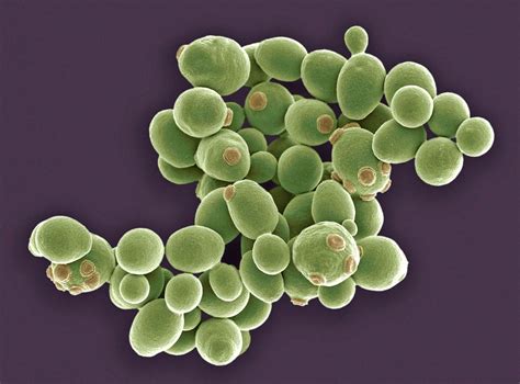 Microorganismos de levadura bajo microscopio electrónico
