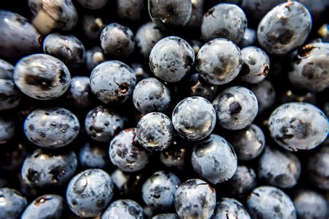 Uvas maduras con levaduras visibles en la piel