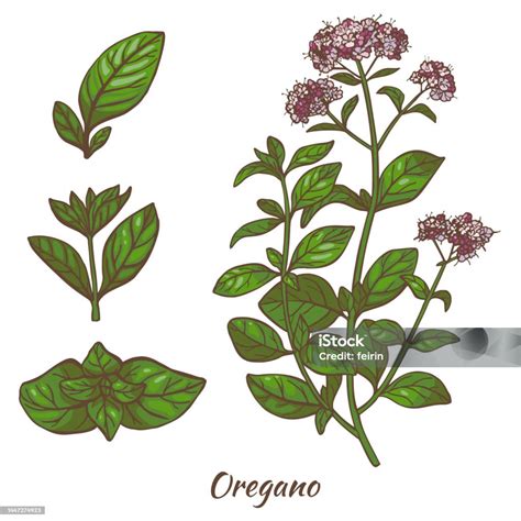 ilustración de la planta de orégano en un entorno mediterráneo