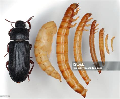Esquema de un gusano de la harina (Tenebrio molitor)