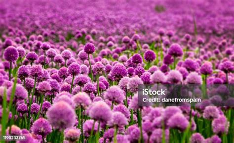 Campo de cebollinos en floración con sus características flores púrpuras