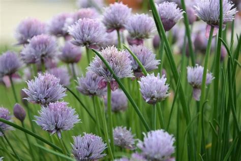 Primer plano de las delicadas flores de cebollino abiertas