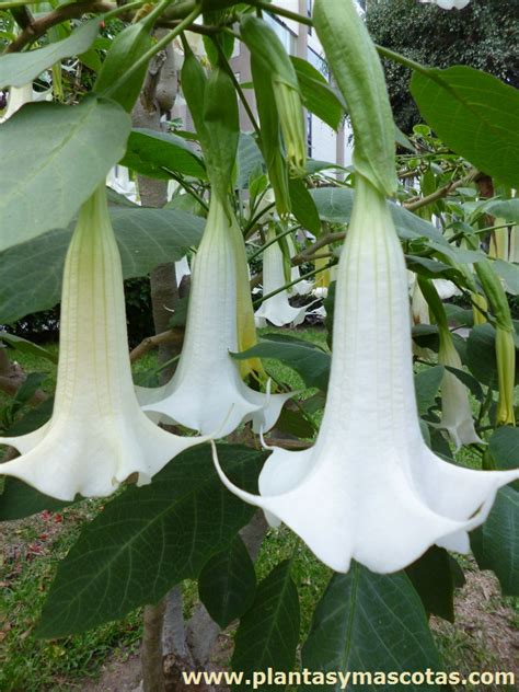 Flor de floripondio (Brugmansia) de color blanco, con forma de campana colgante.