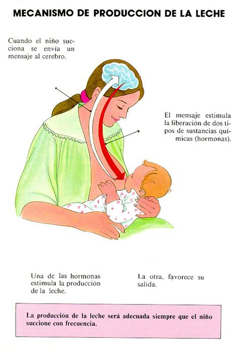 Esquema del proceso de producción de leche materna y el reflejo de bajada