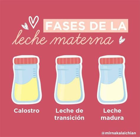 Ilustración de las diferentes etapas de la leche materna: calostro, de transición y madura