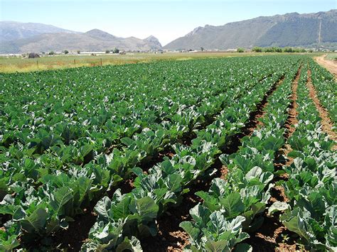 Campo de coliflores en cultivo
