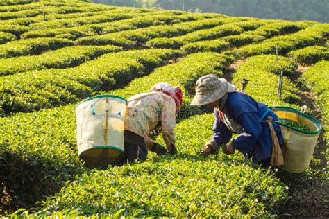 Foto de una plantación de té en la India al amanecer