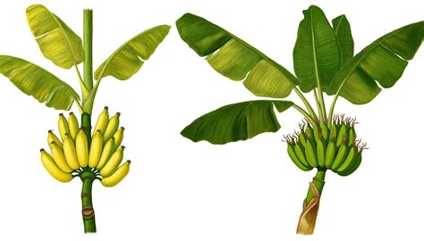 Ilustración comparativa de plátano verde y banano, destacando sus diferencias físicas y culinarias.