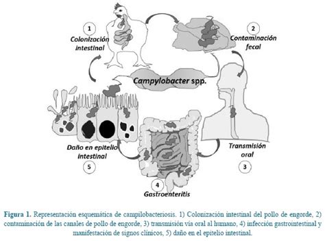 Infografía sobre las vías de transmisión de Campylobacter spp. en la cadena alimentaria del pollo.