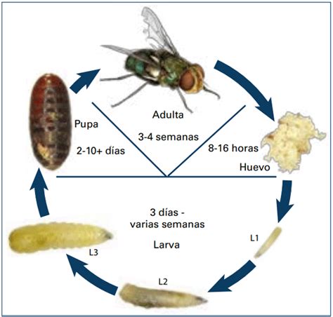 Esquema del ciclo de vida de Delia platura