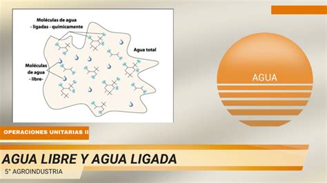 Esquema de la relación entre agua libre y agua ligada en los alimentos