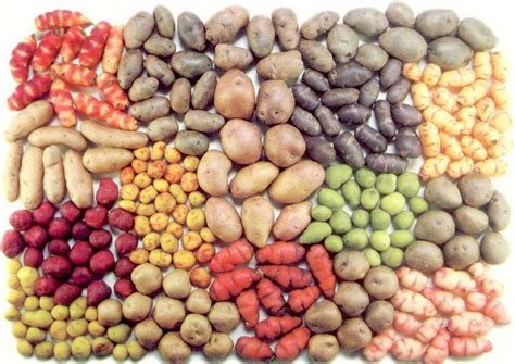 Diferentes variedades de papas crudas dispuestas para mostrar sus características