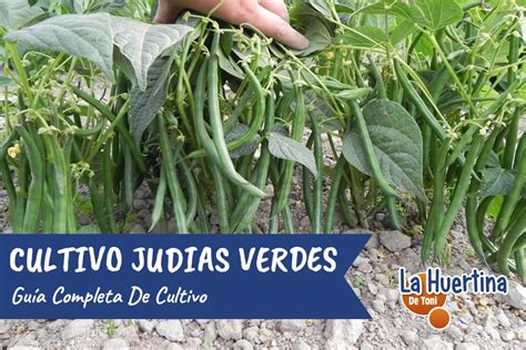 Campo de cultivo de porotos o judías verdes, en fase de crecimiento