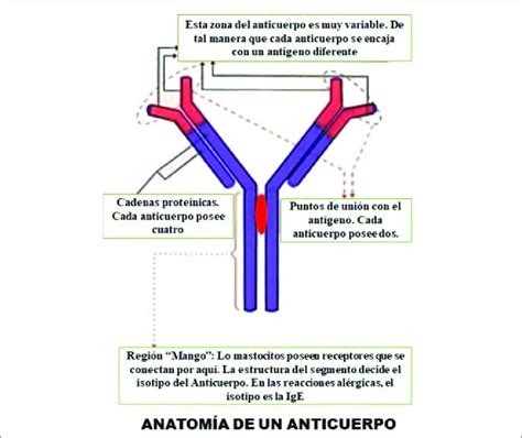 Esquema de la estructura de un bizcocho tipo chifón