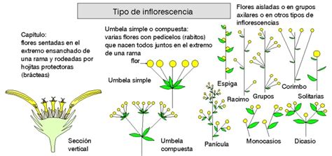 Diagrama de la inflorescencia de manzano, mostrando la flor central (reina) y las flores laterales.