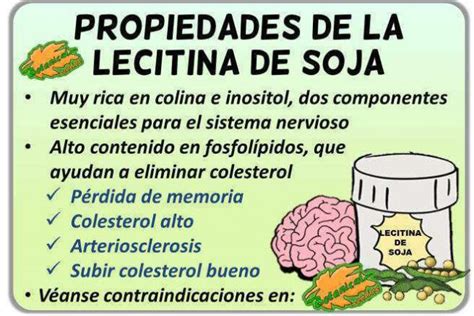 Infografía sobre los beneficios de la lecitina de soja para el perfil lipídico