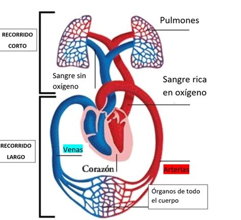 Esquema de la circulación sanguínea en el cuerpo humano con énfasis en las extremidades