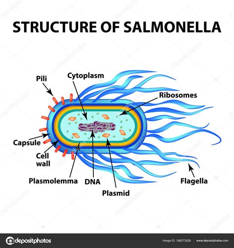 Esquema de la bacteria Salmonella enteritidis