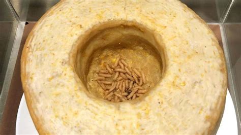 Queso Casu Marzu infestado de larvas vivas