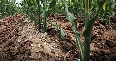 Esquema de aplicación de fertilizante de arranque en surco