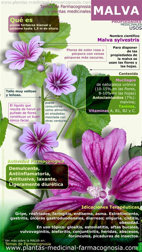 Ilustración botánica o fotografía de la planta de malva con sus flores púrpuras y hojas características.