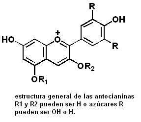 Ilustración de la estructura química de las antocianinas y ejemplos de frutos y flores con estos pigmentos.