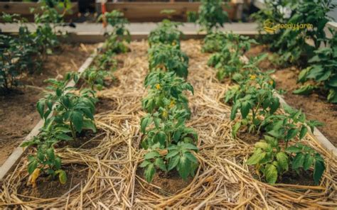 Acolchado de paja alrededor de plantas en un invernadero