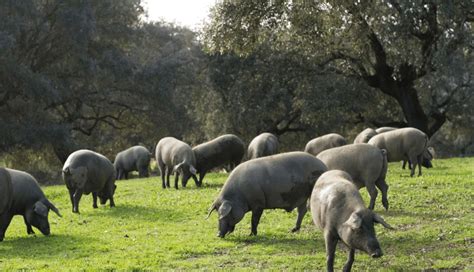 Ilustración de un cerdo ibérico en la dehesa