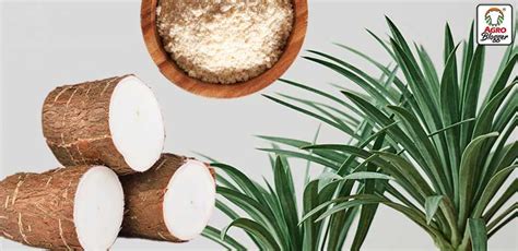 Esquema que muestra la planta de Yucca schidigera y su transformación en extracto para alimentos balanceados.