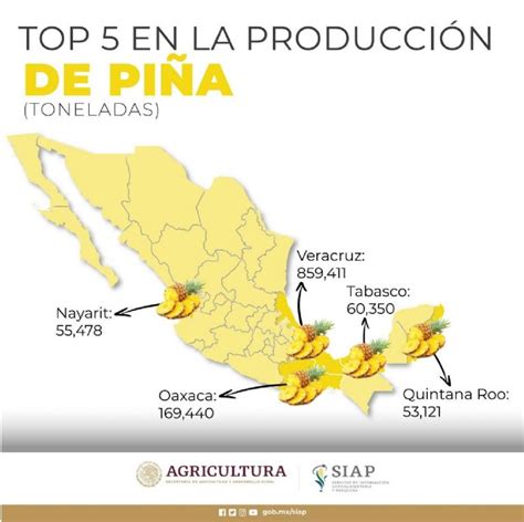 Mapa de las principales regiones productoras de piña y sus temporadas de cosecha