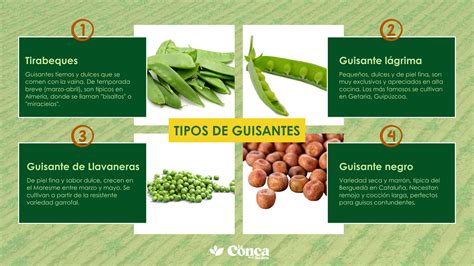 Esquema sobre la anatomía del guisante y sus variedades principales según calibre y color