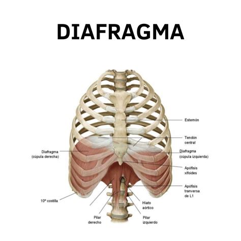 Esquema anatómico de un bovino mostrando la ubicación del diafragma y los cortes de entraña fina y gorda