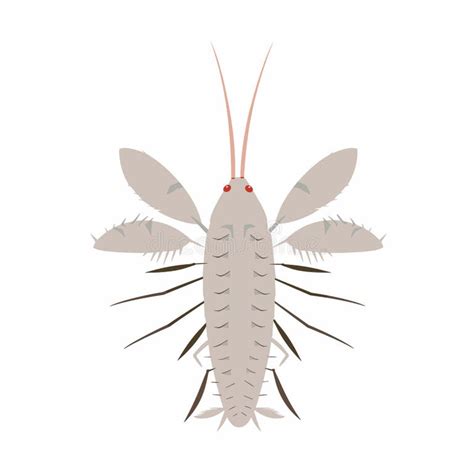 Ilustración detallada de un camarón de vega, mostrando su exoesqueleto y patas