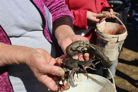 Fotografía de recolectores de camarones de vega trabajando en una laguna o vega, utilizando herramientas artesanales