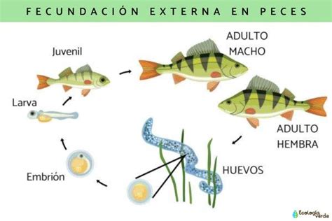 Infografía mostrando los ciclos de reproducción y depredadores de los camarones de vega