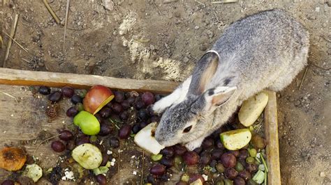 Conejo comiendo vegetales frescos, con especial énfasis en coliflor y otras verduras de hoja verde.