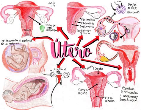 Esquema anatómico del aparato reproductor femenino con énfasis en la vulva y la vagina