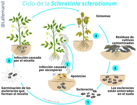 Diagrama de ciclo de vida de Sclerotinia sclerotiorum, el agente causal del moho blanco.