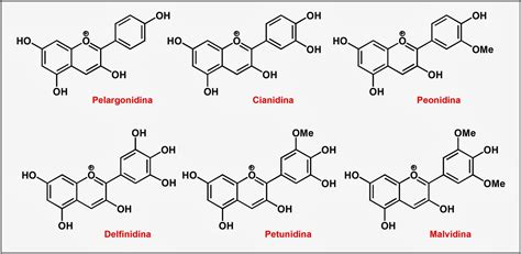 Diagrama que ilustra la estructura química de las antocianinas y carotenoides, y cómo influyen en la percepción del color de las flores.