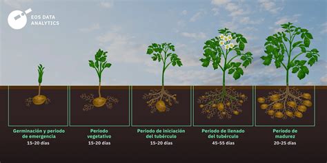 Infografía ilustrativa que muestra el proceso desde el cultivo de la papa hasta su corte con cuchillas cuadriculadas de alta velocidad.
