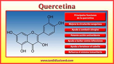 Infografía sobre los efectos de la quercetina en el cuerpo humano
