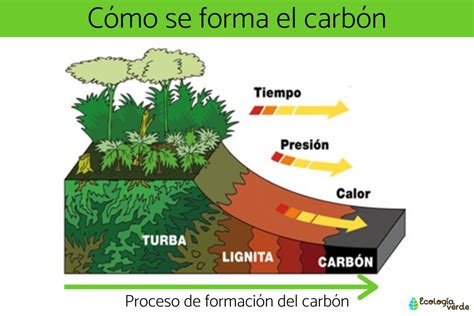 Esquema de proporción de carbón y carne