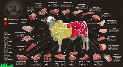 Esquema de corte de res mostrando la ubicación de la posta paleta en el hombro