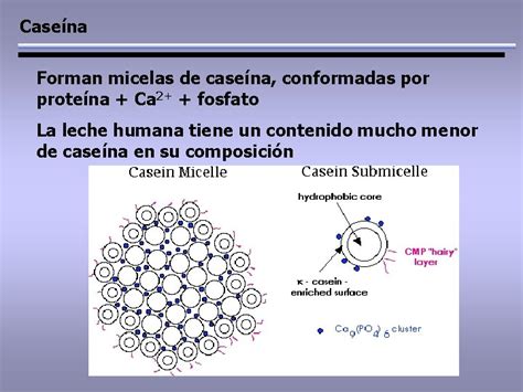 Esquema de las micelas de caseína antes y después de la coagulación